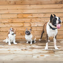 Coleira com GPS para Cães e Gatos - Rastreamento em Tempo Real