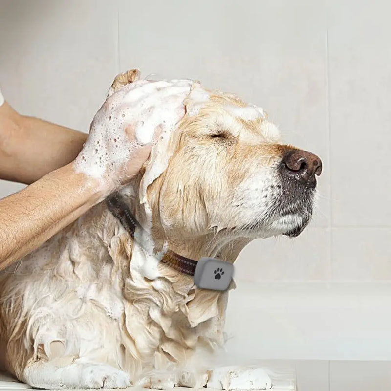 Coleira com GPS para Cães e Gatos - Rastreamento em Tempo Real